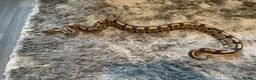 Python Snake reptiles for sale: 2 bull pythons for sale boy and girl - Advert 8