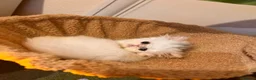 Persian cats for sale: cute Persian kittens looking for a home  in Hounslow - Advert 5