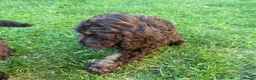 Cockapoo dogs for sale: Very small F1 cockapoo puppies for sale  - Advert 8