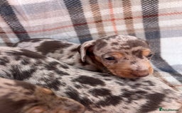 Miniature Dachshund dogs for sale: 5⭐️BREEDERS🏆KCREG🌸6GIRL💙1BOY🩺HEALTH TESTED🧬 - Image 6