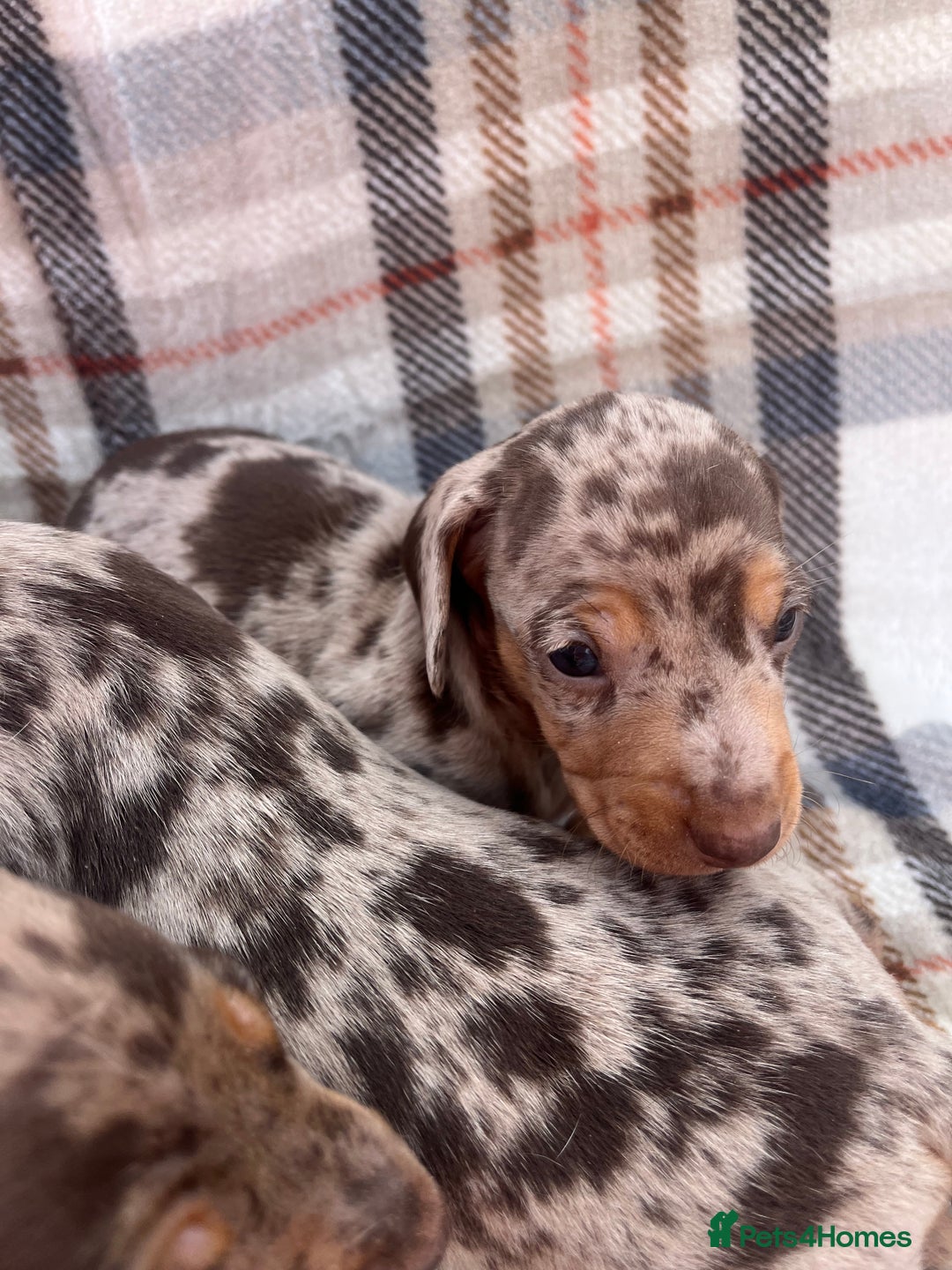 Miniature Dachshund dogs for sale: 5⭐️BREEDERS🏆KCREG🌸6GIRL💙1BOY🩺HEALTH TESTED🧬 - Image 6