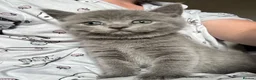 British Shorthair cats for sale: Such stunning silvers 🥰🥰🩶 - Advert 4
