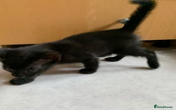 Siamese cats for sale: 3 half Siamese kittens  - Image 8
