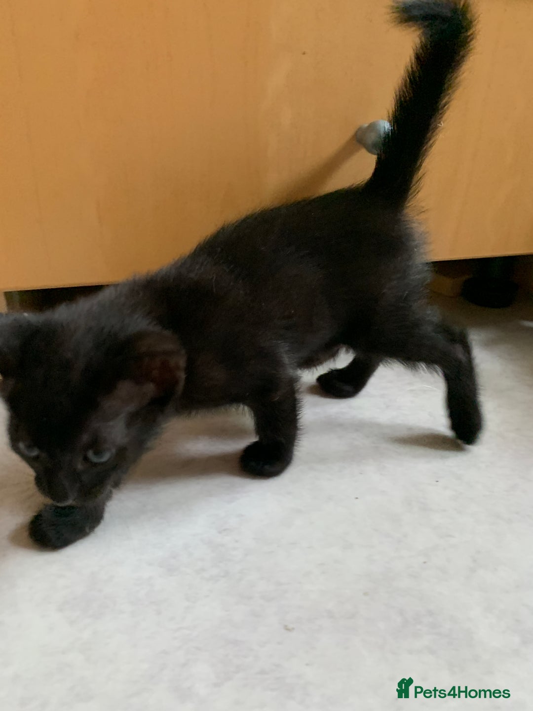 Siamese cats for sale: 3 half Siamese kittens  - Image 8
