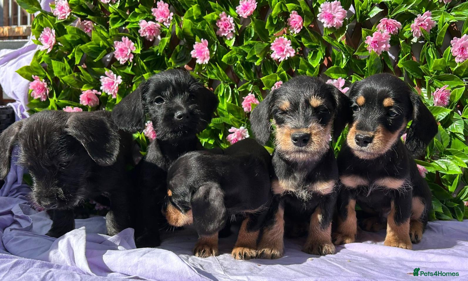 Dachshund dogs F1 SCHNOXIE EXTENSIVELY HEALTH TESTED PARENTS    - Advert 2