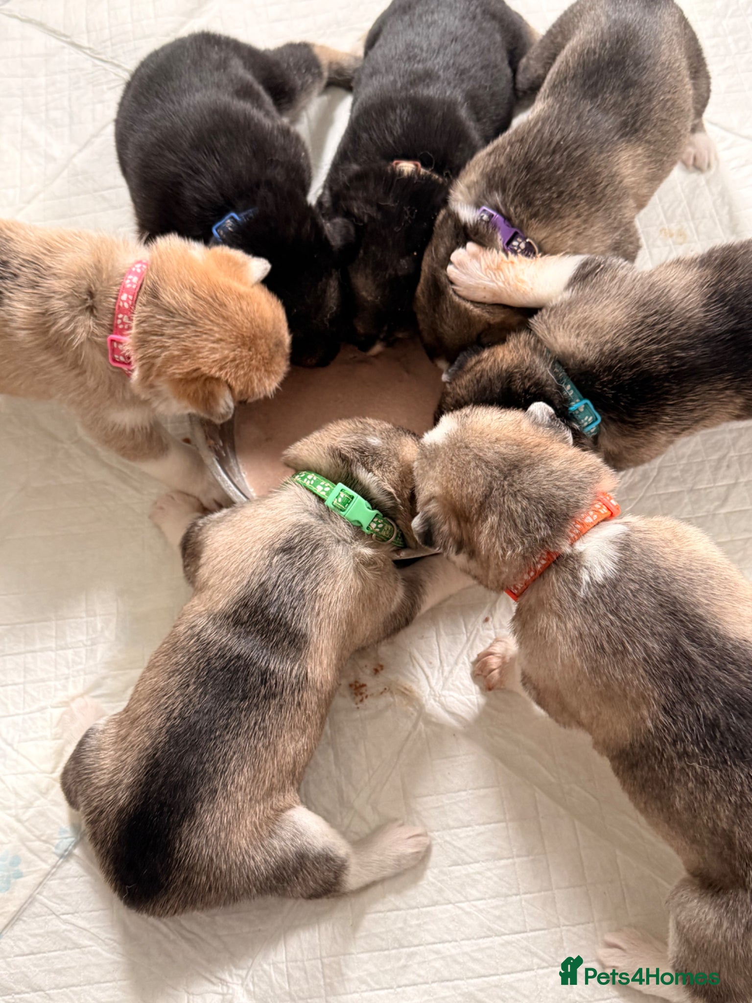 Shepsky dogs for sale: 7 beautiful shepskys in Kirkcaldy - Advert 8