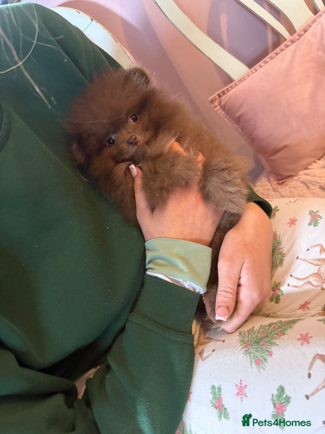 Pomeranian dogs for sale: Quality Chocolate Small Chocolate Teddy Bear - Image 12