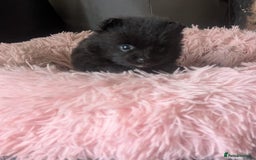 Pomeranian dogs for sale: ⭐⭐Gorgeous Pomeranian puppies⭐⭐ - Image 7