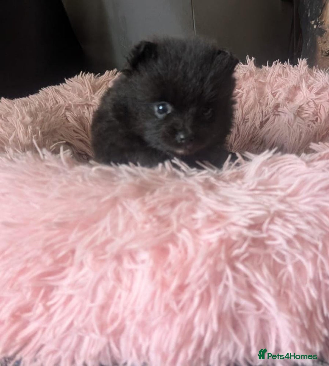 Pomeranian dogs for sale: ⭐⭐Gorgeous Pomeranian puppies⭐⭐ - Image 7