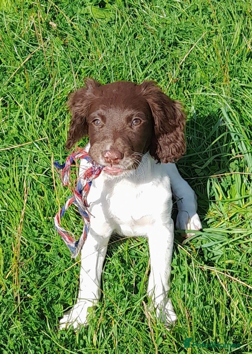 English Springer Spaniel dogs Gorgeous English Springer Spaniels Puppies - Advert 1