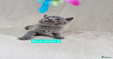 British Shorthair cats - Advert 2