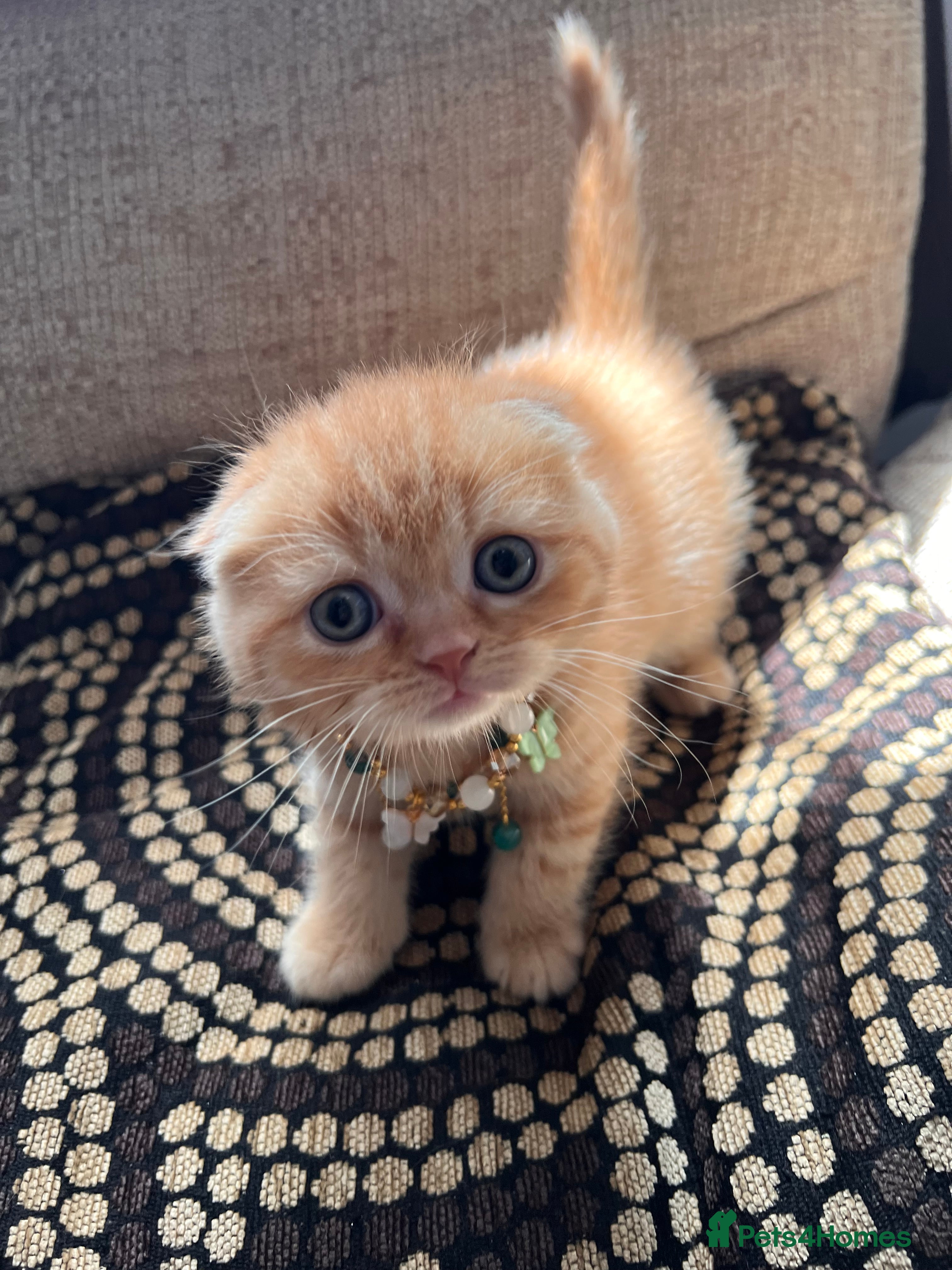 Scottish Fold cats for sale: 😻SCOTTISH FOLD 😻 CREAM & RED COLOUR 😻 - Advert 24