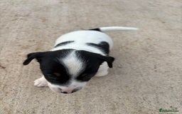 Border Terrier dogs for sale: Lovely puppys - Image 2