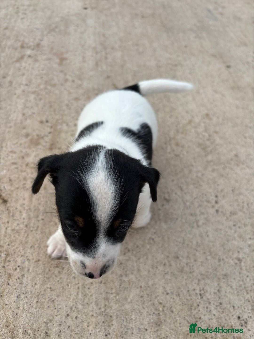 Border Terrier dogs for sale: Lovely puppys - Image 2