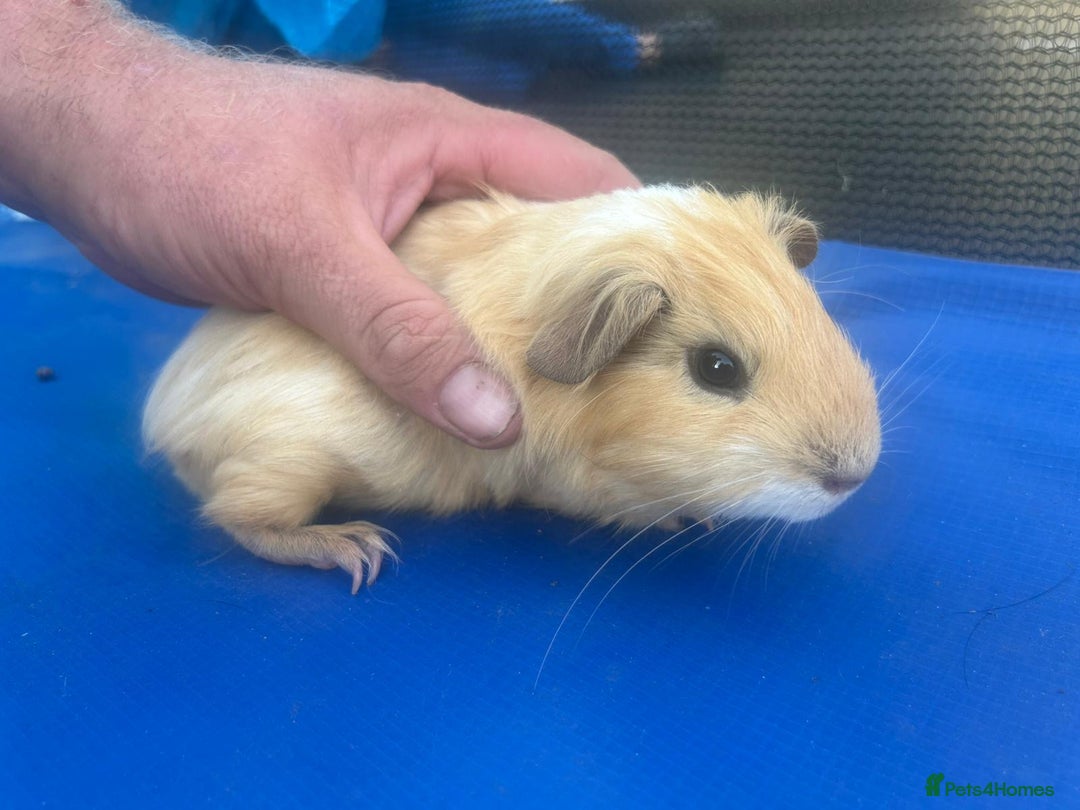 Guinea Pig rodents for sale: Guinea pigs  - Image 10