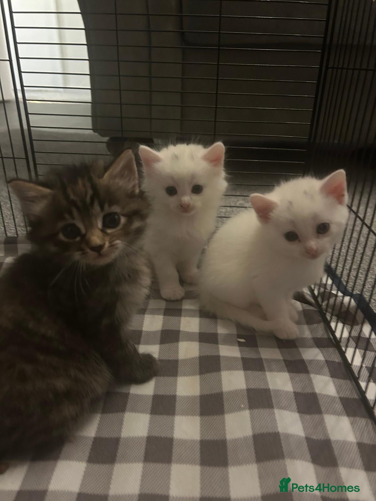 Turkish Angora cats 5 Beautiful Turkish Angora Kittens - Advert 1