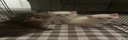 Turkish Angora cats for sale: 5 Beautiful Turkish Angora Kittens - Advert 1
