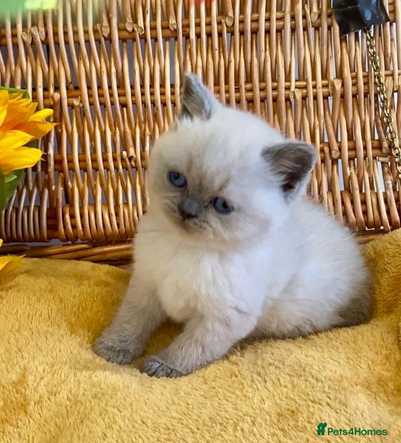 British Shorthair cats RARE SEAL LYNX PURE BRED BSH TEDDY BEARS - Advert 16