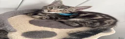 Mixed Breed cats for sale: British Mix Kittens 2 Boys 4 Girls - Advert 24