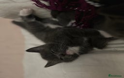 British Shorthair cats for sale: Adorable Kittens Looking for Loving Homes  in London - Image 27