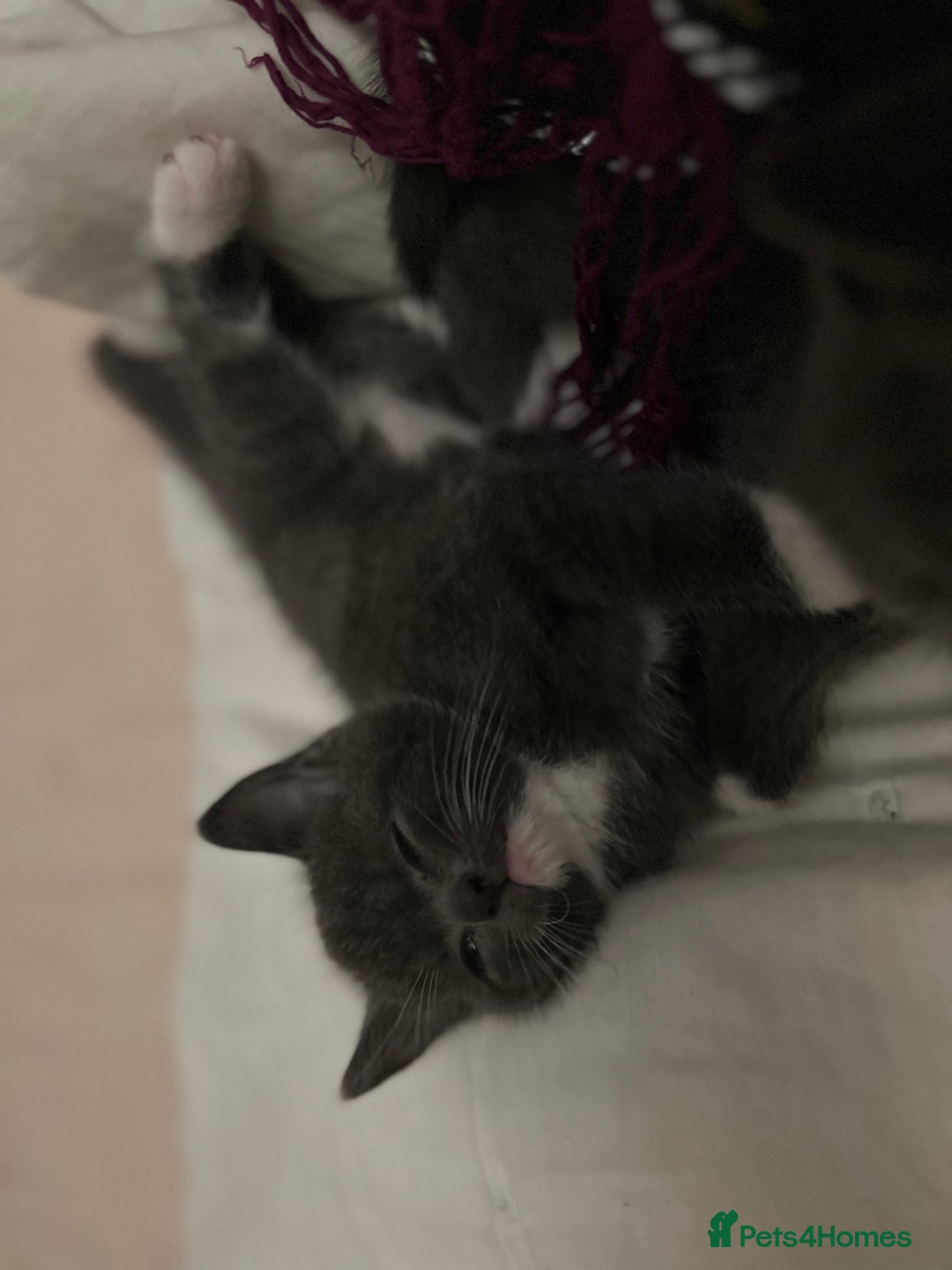 British Shorthair cats for sale: Adorable Kittens Looking for Loving Homes  in London - Image 27