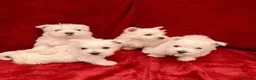 West Highland Terrier dogs for sale: Gorgeous full breed West Highland puppies  - Advert 2