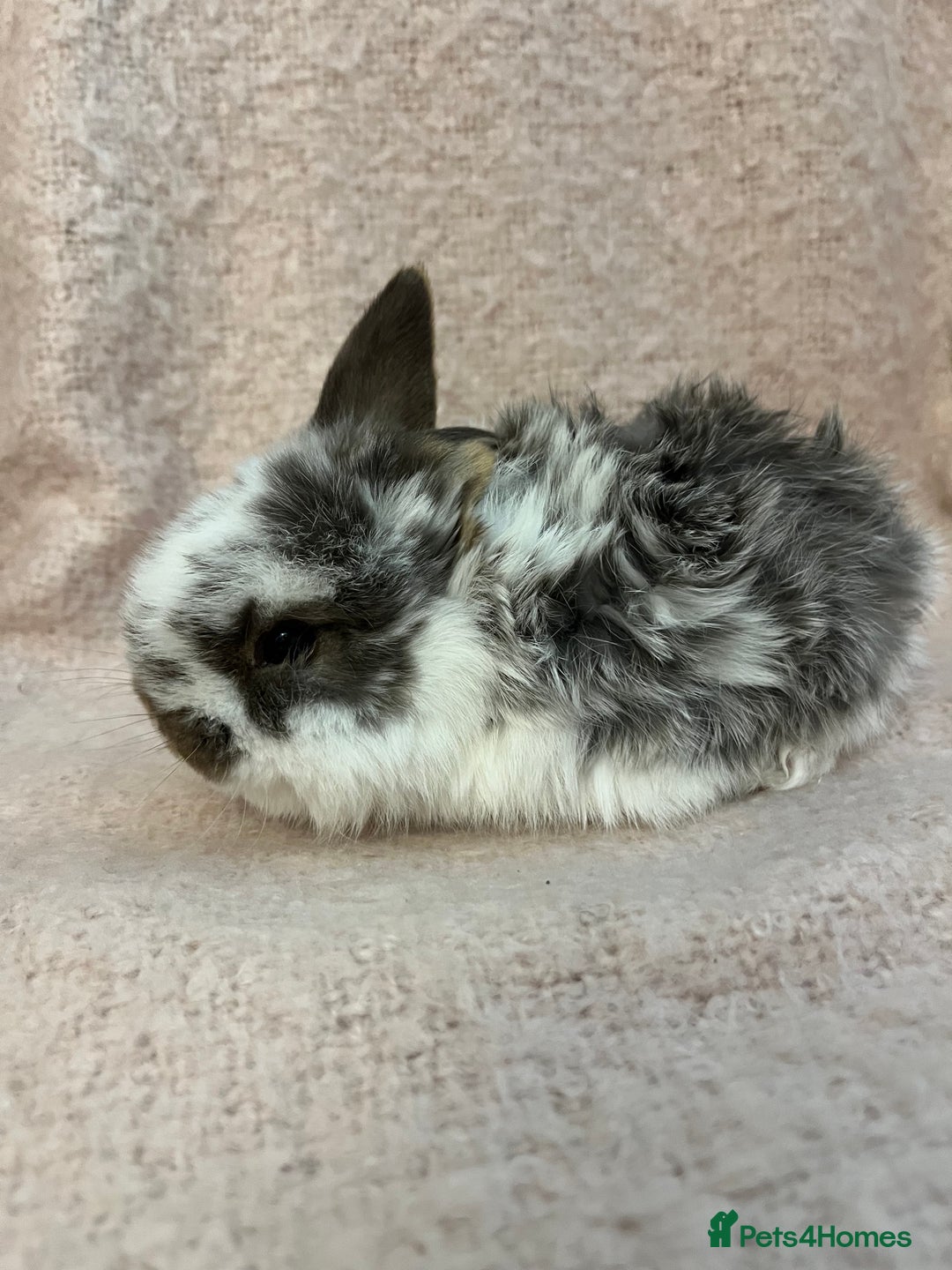 Mini Lop rabbits for sale: Gorgeous mini lops  - Advert 13