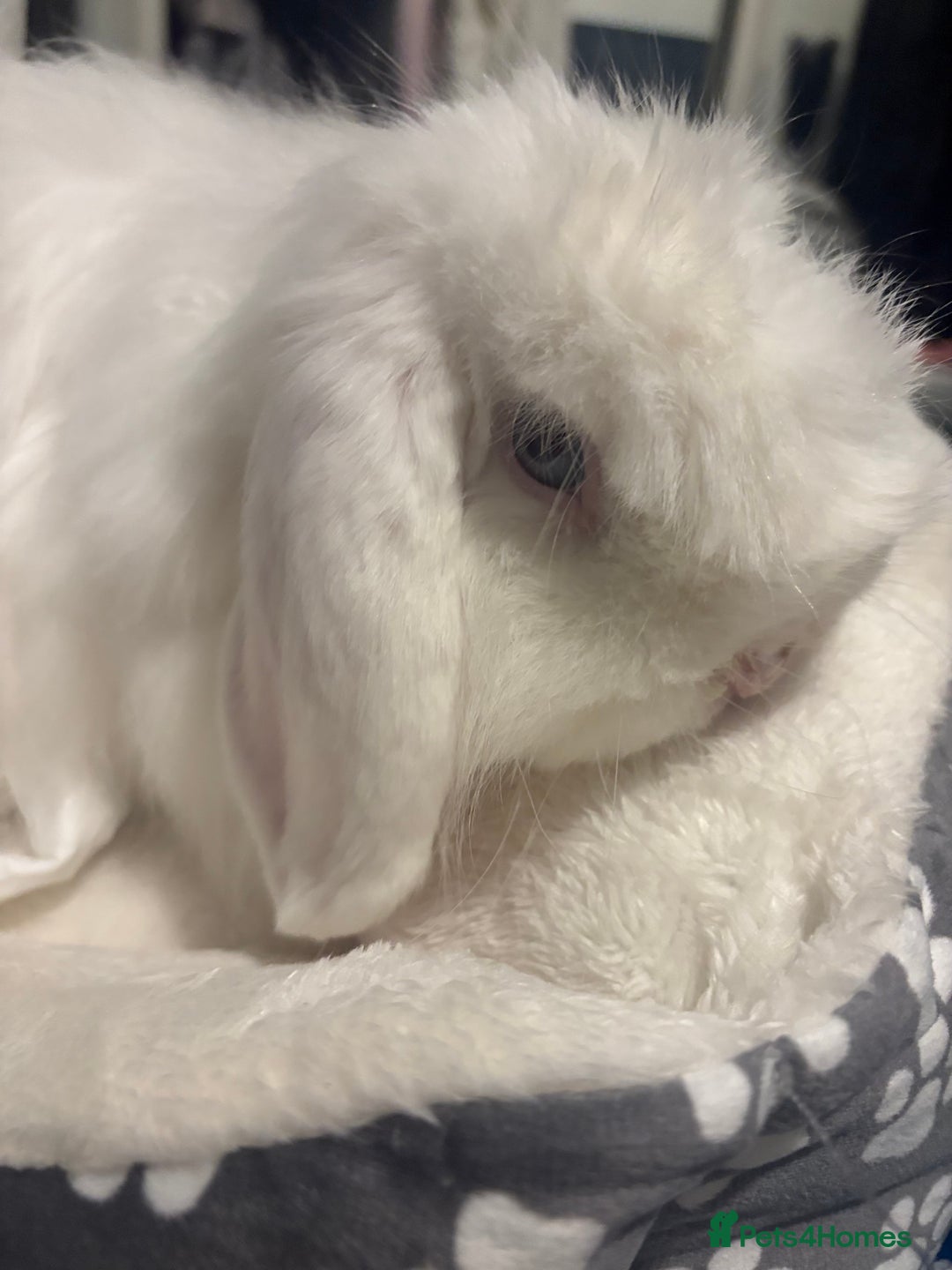 Mini Lop rabbits for sale: Male mini lop  - Advert 3