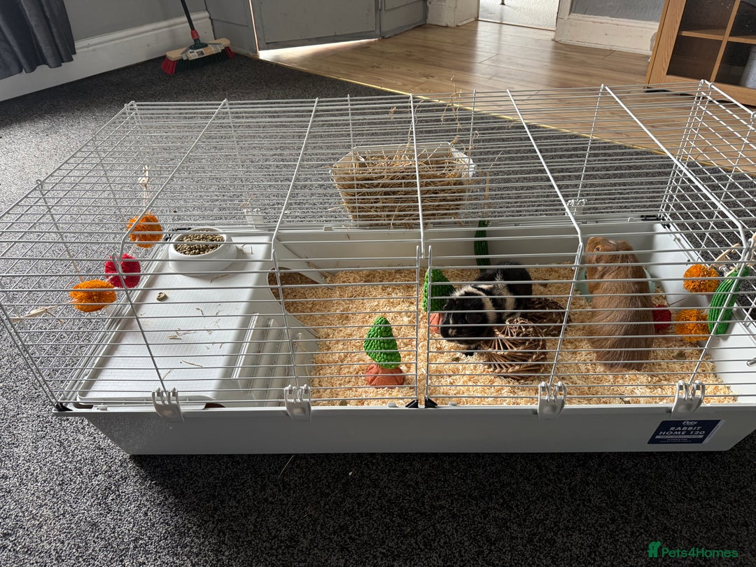 Guinea Pig rodents for sale: 2 male guinea pigs  - Image 2