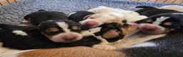 Basset Hound dogs for stud: Basset Hound Proven Stud - Advert 5