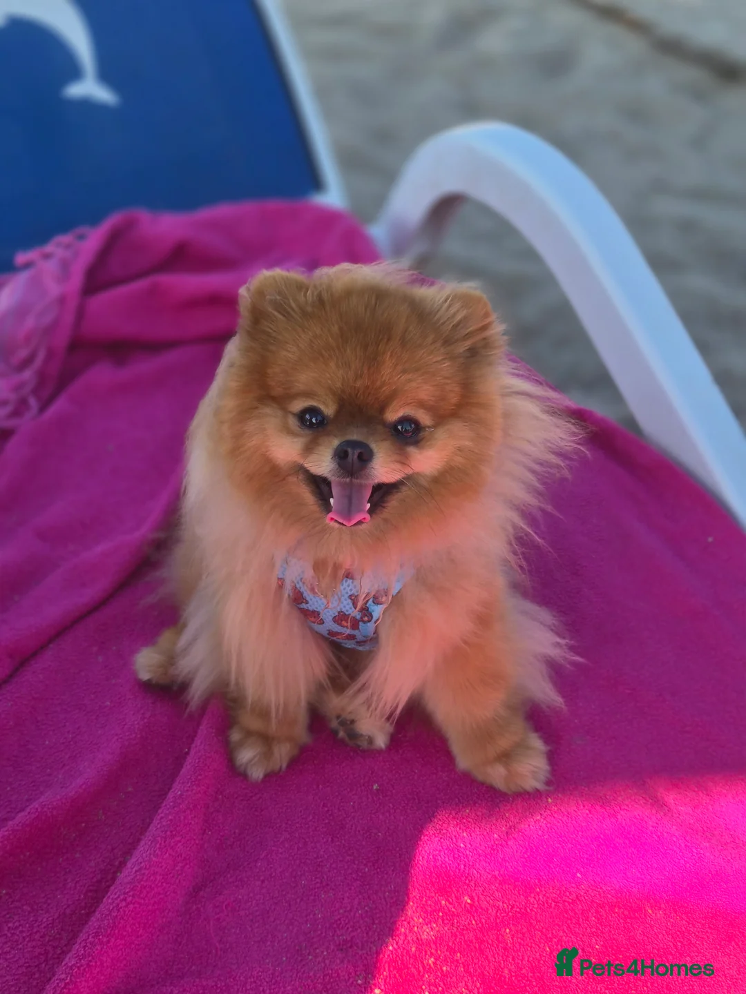 Pomeranian dogs for sale: 2 kg teddy bear boy looking for home🏡 - Advert 11