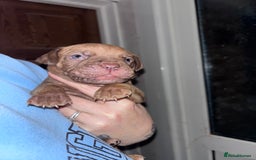 Mixed Breed dogs for sale: Cane Corso and Dogue de Bordeaux - Image 10