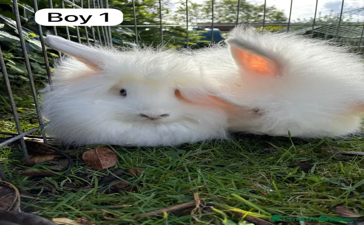 English rabbits - Advert 2