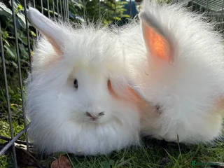 English rabbits - Advert 16