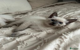 Siamese cats for sale: 2x Beautiful Pedigree Siamese Female Kittens - Image 5