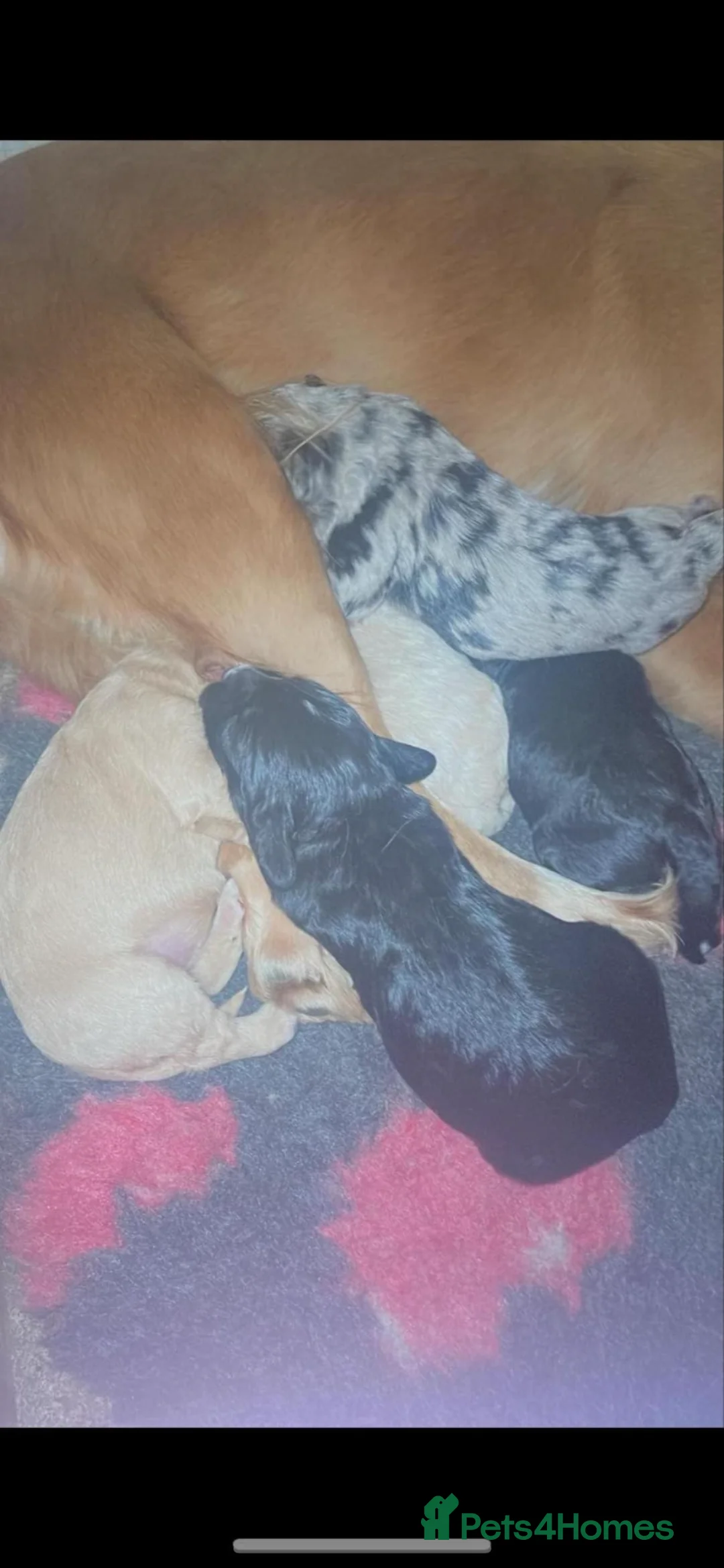 Cockapoo dogs for sale: Cockerpoo Puppies - Advert 9