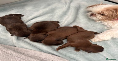 Shih Tzu dogs in Tamworth - Advert 14