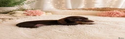 Miniature Dachshund dogs for sale: Beautiful Miniature Dachshund Puppies - Advert 3