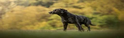 Labrador Retriever dogs for stud: Champ Sired KC FTW Black Lab Full Health Tests in Runcorn - Advert 2