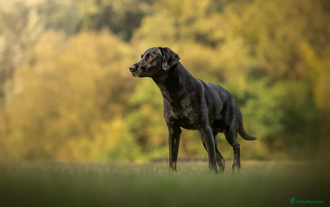 Labrador Retriever dogs for stud: Champ Sired KC FTW Black Lab Full Health Tests in Runcorn - Advert 2