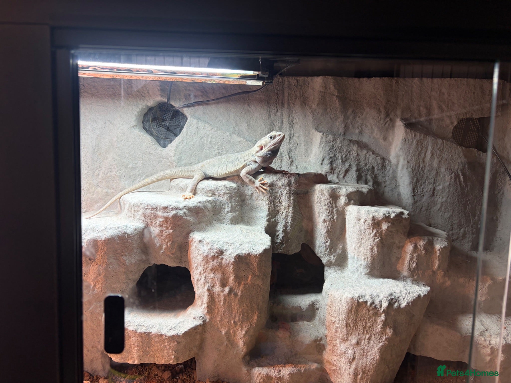 Bearded Dragon reptiles Hypo morph bearded dragon 10 months old - Advert 1