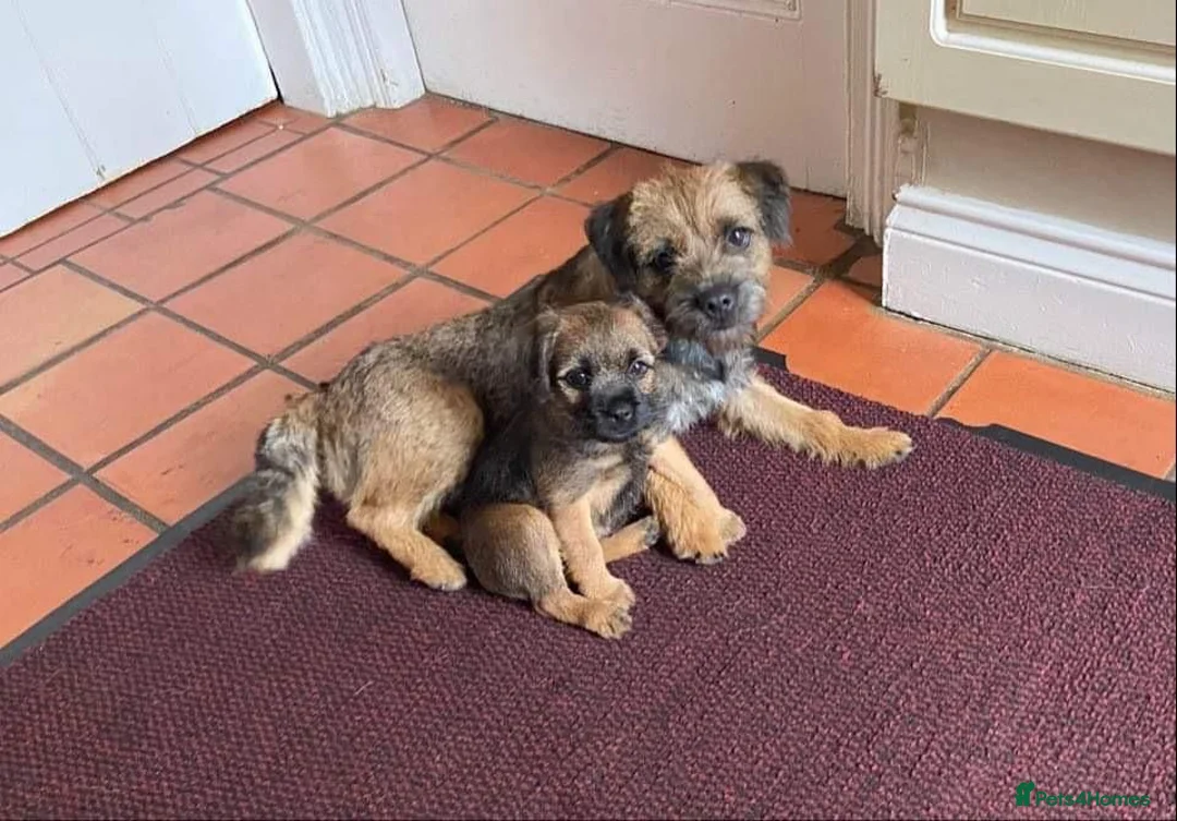 Border Terrier dogs for sale: Slem clear kc registered  - Advert 2