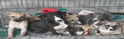 Whippet dogs for stud: KC Reg Heart Tested Gorgeous Fawn Whippet at Stud  in Bristol - Advert 24