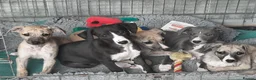 Whippet dogs for stud: KC Reg Heart Tested Gorgeous Fawn Whippet at Stud  in Bristol - Advert 24