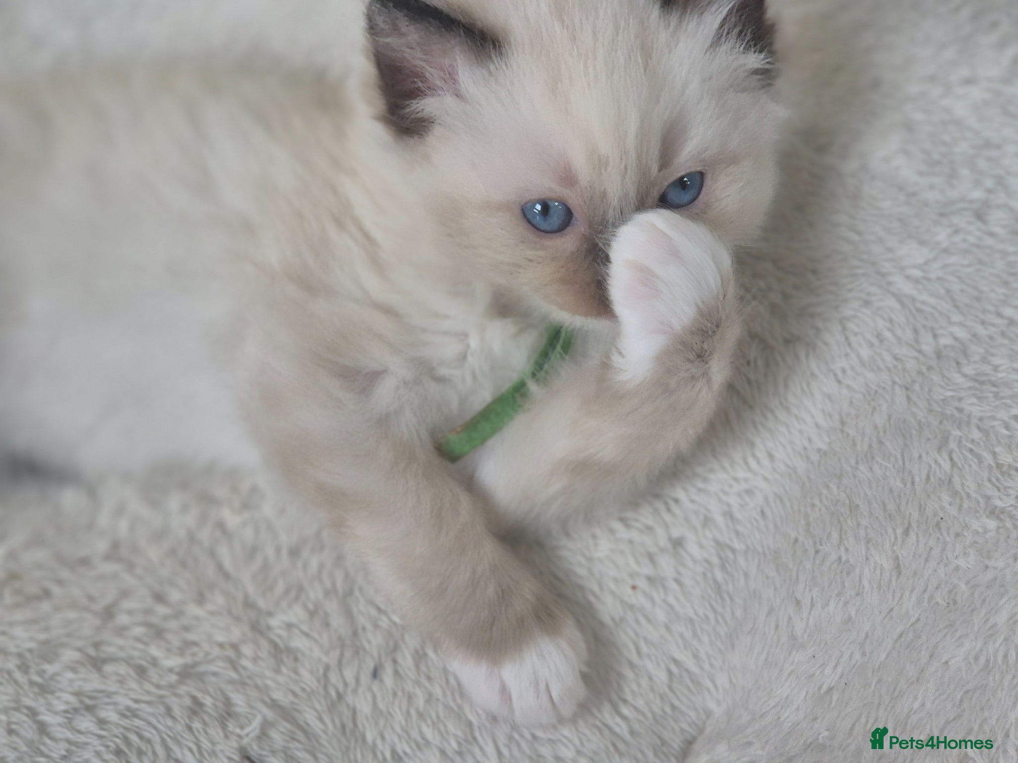 Ragdoll cats Beautiful ragdolls gccf and tica registered - Advert 1