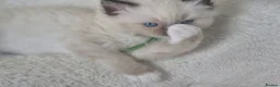 Ragdoll cats for sale: Beautiful ragdolls gccf and tica registered - Advert 1