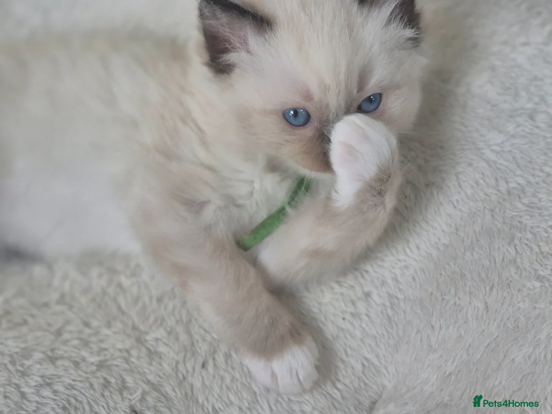 Ragdoll cats for sale: Beautiful ragdolls gccf and tica registered - Advert 1