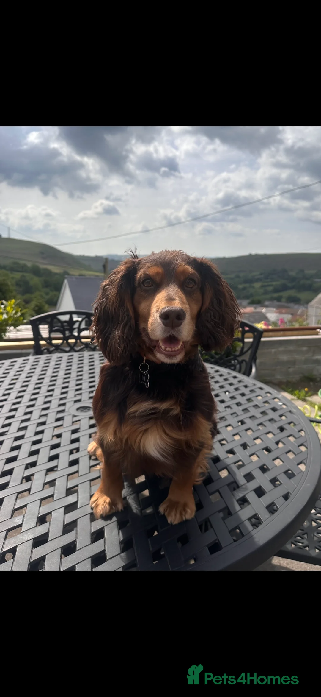 Cocker Spaniel dogs for stud: WCS cocker spaniel brown and tan in Treharris - Advert 1