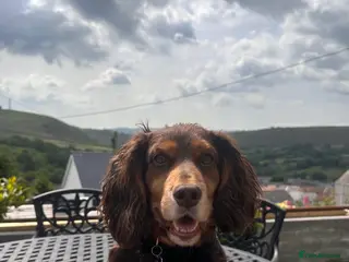 Cocker Spaniel dogs WCS cocker spaniel brown and tan - Advert 2