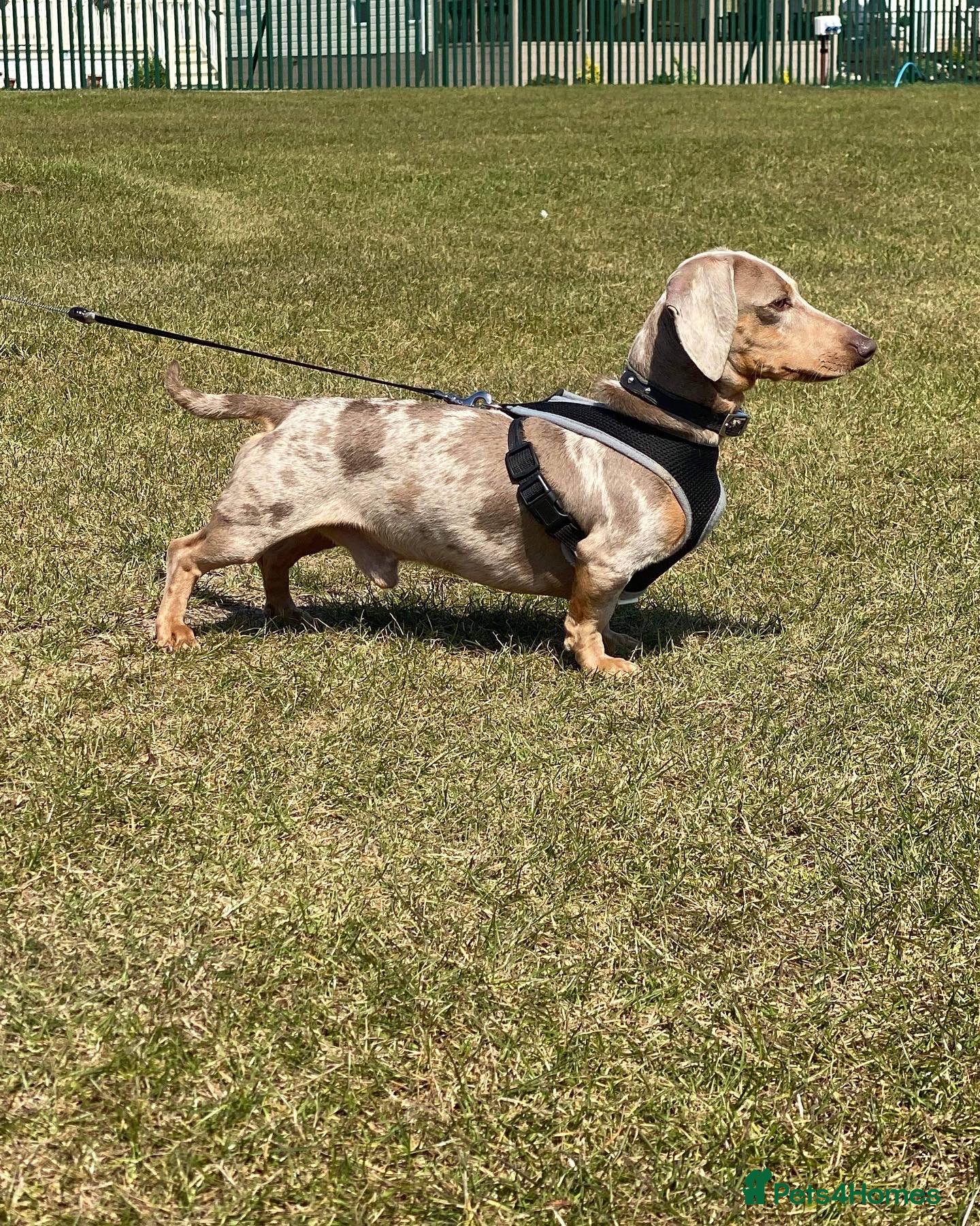 Miniature Dachshund dogs Isabella dapple PRA clear DM clear OI CLEAR in Clacton-on-Sea - Advert 14